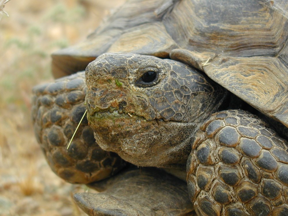 A desert tortoise in its natural desert habitat